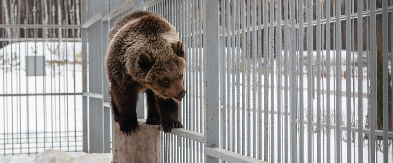 ОТДЫХ С ДЕТЬМИ В ПОДМОСКОВЬЕ ВСЁ ВКЛЮЧЕНО! изображение номер 31
